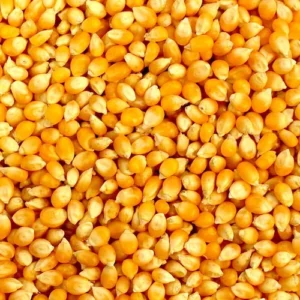 Maize or Corn seeds (Makka)