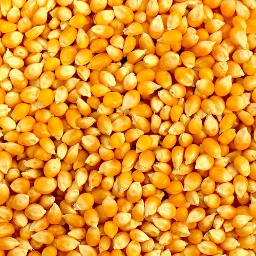 Maize or Corn seeds (Makka)