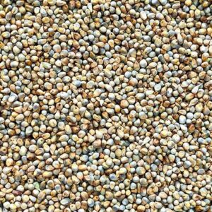 Pearl millet (Bajra)