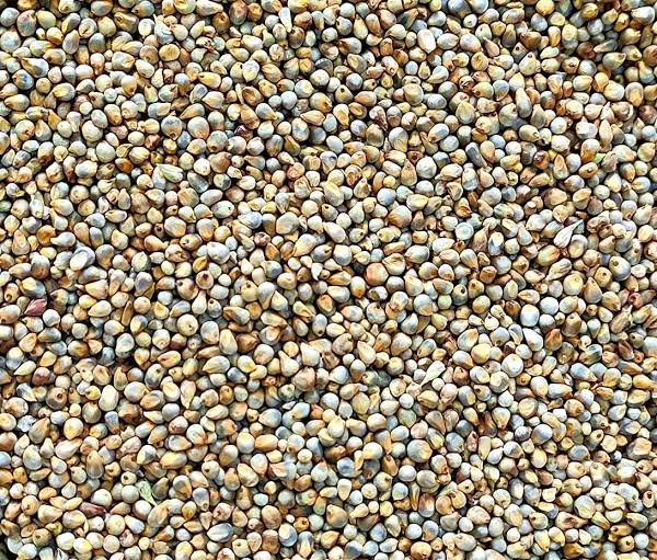 Pearl millet (Bajra)
