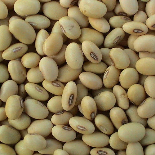 Soyabean seeds (Glycine max)